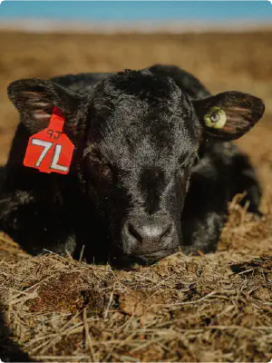 An image of a calf with a hang tag and an RFID tag
