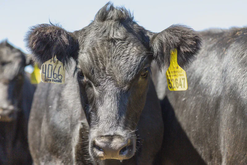 Participation starts by tagging with an RFID tag. Credit: US CattleTrace